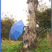 Arbre trapu et ombrelle bleue / Squat tree and blue parasol - Båstad / Sweden - Suède.  1er novembre 2008