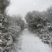 Hastings Country Park Winter Wonderland