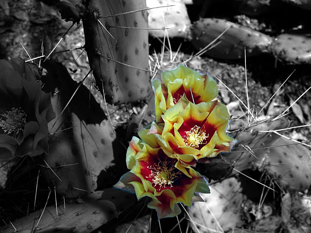 Cactus Blooms Yellow (2)
