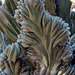 Cactus Delta