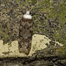 White-shouldered House-moth