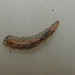 Hoverfly Larva