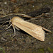 Common Wainscot -Side
