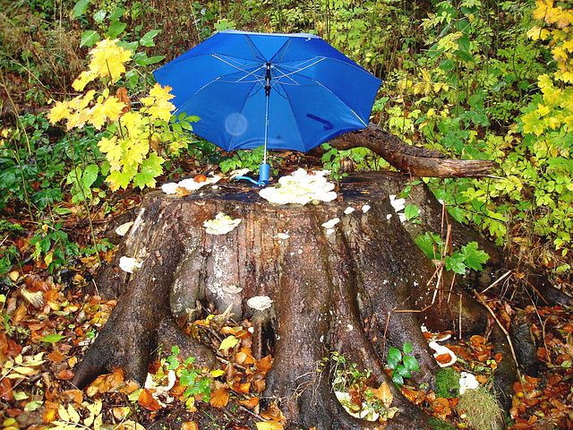 Champignons sur souche sevis sous le parapluie / Mushrooms on the stump snack underneath blue umbrella -Båstad , Sweden. 21 octobre 2008