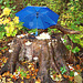 Champignons sur souche sevis sous le parapluie / Mushrooms on the stump snack underneath blue umbrella -Båstad , Sweden. 21 octobre 2008