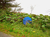 Wild Viking rhubarb / Rhubarbe sauvage de Vikings et parapluie bleu. Båstad , Suède.  21 octobre 2008