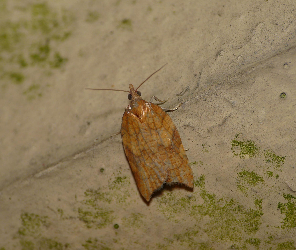 Chequered Fruit-tree Tortrix