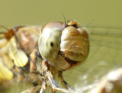 Common Darter Face Female