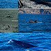 There are Dolphins in the Coast (2)