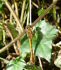Common Darter Yellow & Red -Male