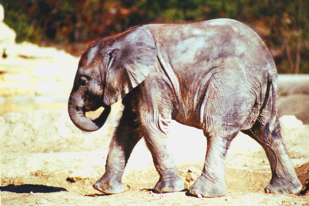 Elephantau