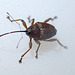 Acorn Weevil