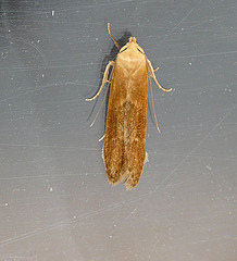 Blastobasis lacticolella Moth