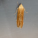Blastobasis lacticolella Moth