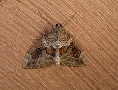 Spruce Carpet Moth