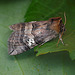 Figure of Eighty Moth Side