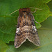 Figure of Eighty Moth