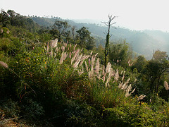 Landscape near Phu Luang