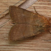 Treble Lines Moth