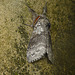 Pale Tussock Moth Side