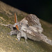 Pale Tussock Moth Front