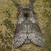 Pale Tussock Moth