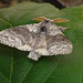 Pale Tussock Moth Top
