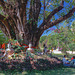 Picnic underneath the holy Bodhi Tree