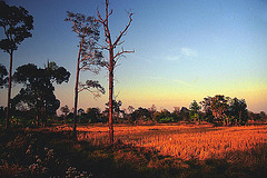 Dry paddy field on the way to Sri Saket