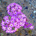 Desert Lily Sanctuary - Verbena (3600)