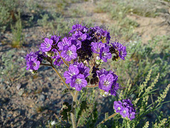 Desert Lily Sanctuary - Phacelia crenulata (3666)