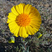 Desert Lily Sanctuary - Desert Sunflower (3598)