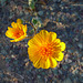 Desert Lily Sanctuary - Yellow (3669)