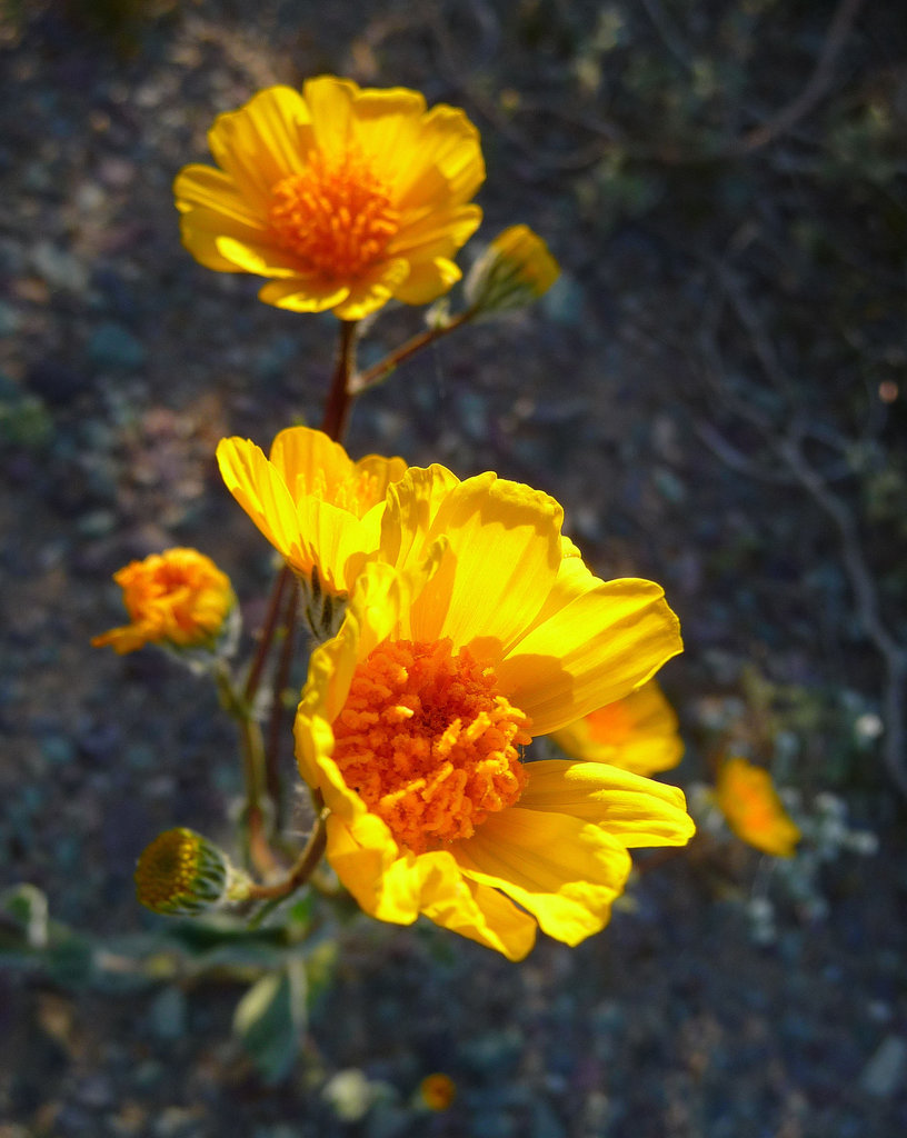 Desert Lily Sanctuary - Yellow (3670)