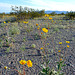 Desert Lily Sanctuary - Yellow (3672)