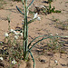 Desert Lily (3609)