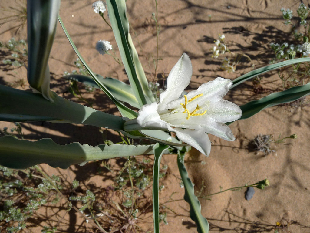Desert Lily (3610)