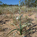 Desert Lily (3611)