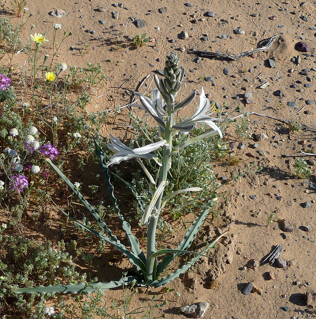 Desert Lily (3614)