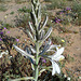 Desert Lily (3615)