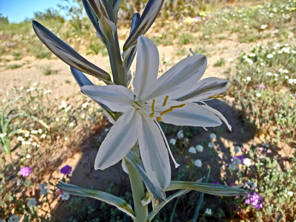 Desert Lily (3617)