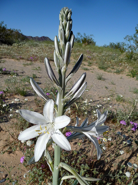 Desert Lily (3618)