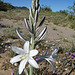 Desert Lily (3618)