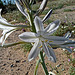 Desert Lily (3619)