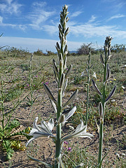 Desert Lily (3624)