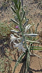 Desert Lily (3625)