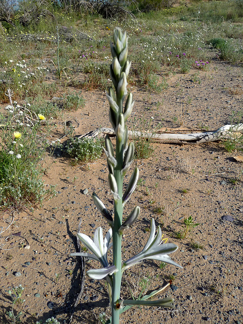 Desert Lily (3629)