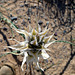 Desert Lily (3630)