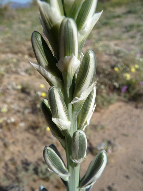 Desert Lily (3634)