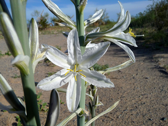 Desert Lily (3638)